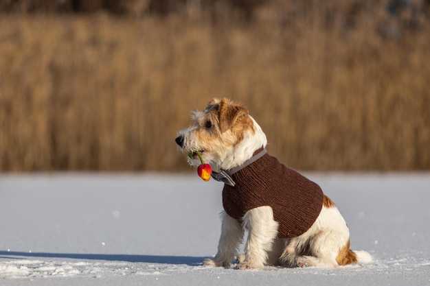 Jack Russell Terrier w brązowym swetrze z dzianiny pogłębia w ustach wiosennego kwiatka Pies na lodzie z tulipanem w tle lasu