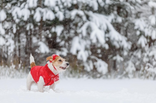 Jack Russell Terrier w czerwonej kurtce Kapelusz i szalik stoi w lesie W tle jest burza śnieżna Koncepcja Bożego Narodzenia