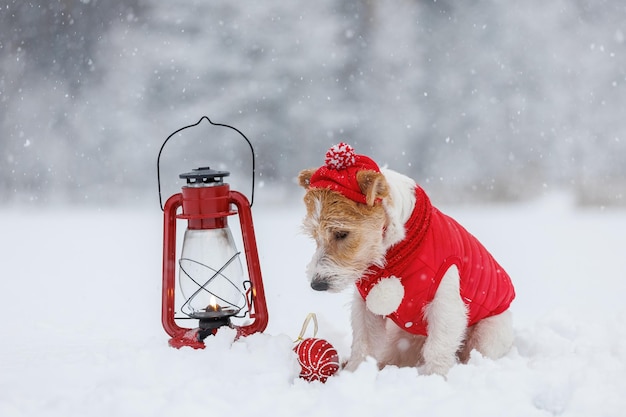 Jack Russell Terrier w czerwonej kurtce, kapeluszu i szaliku siedzi obok płonącej lampy naftowej w lesie Pies patrzy na świąteczną zabawkę Koncepcja Bożego Narodzenia
