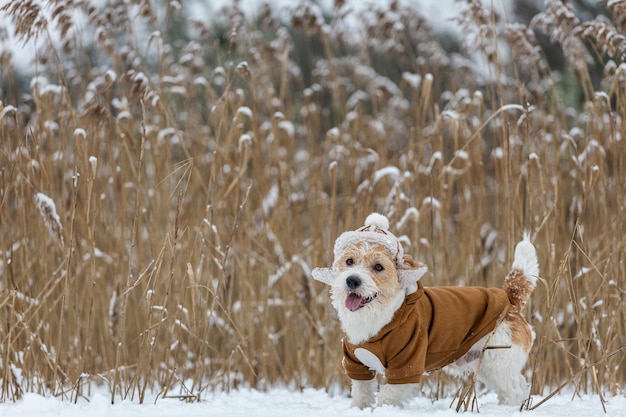 Jack Russell Terrier w kapeluszu z nausznikami i brązową kurtką stoi w gąszczu trzcin zimą Snowing Blur na napis