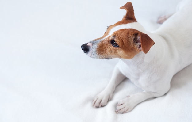 Jack russell terrier w łóżku