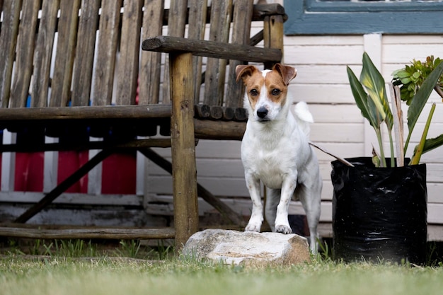 Zdjęcie jack russell terrier w ogrodzie w ciągu dnia