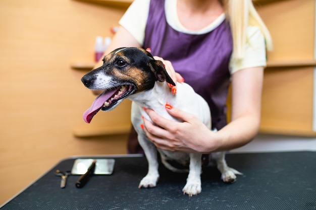 Jack Russell Terrier W Salonie Fryzjerskim.