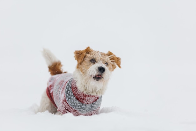 Jack Russell Terrier w świątecznym czerwonym swetrze stoi na śniegu podczas burzy śnieżnej Boże Narodzenie