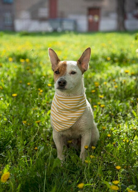 Jack Russell terrier w szaliku na trawie