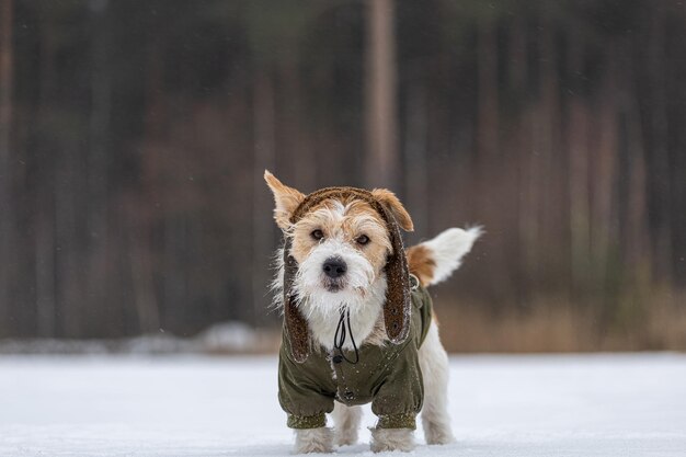 Jack Russell Terrier w zielonej kurtce Śnieżny pies w lesie zimą Tło dla napisu