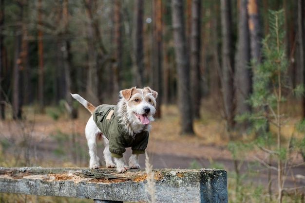 Jack Russell Terrier w zielonym płaszczu stoi na sprzęcie sportowym w miasteczku kynologicznym Pies na drewnianym moście na tle lasu