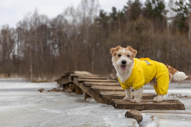 Jack Russell Terrier w żółtym płaszczu przeciwdeszczowym na spacer Pies stoi w parku na drewnianym moście na tle drzew Wiosna brudna deszczowa pogoda Wieczorny zachód słońca
