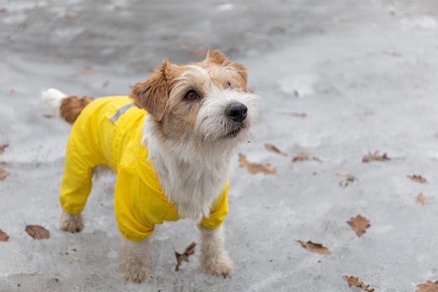 Jack Russell Terrier w żółtym płaszczu przeciwdeszczowym na spacer Pies stoi w parku na lodzie na tle drzew Wiosna brudna deszczowa pogoda