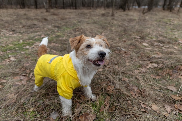 Jack Russell Terrier w żółtym płaszczu przeciwdeszczowym na spacer Pies stoi w parku na tle drzew Wiosna brudna deszczowa pogoda