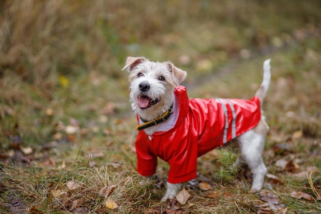 Jack Russell Terrier w żółtym płaszczu przeciwdeszczowym spaceruje po jesiennym parku Pies spacerujący wśród jesiennych liści