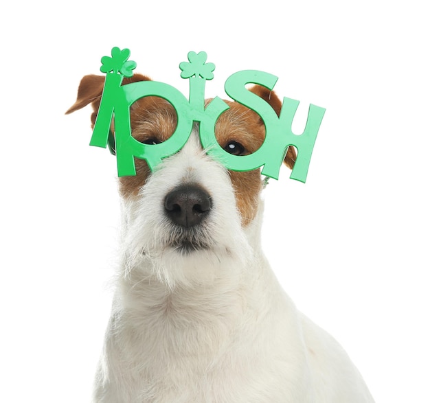 Jack Russell terrier z okularami strony irlandzkiej na białym tle St Patrick's Day