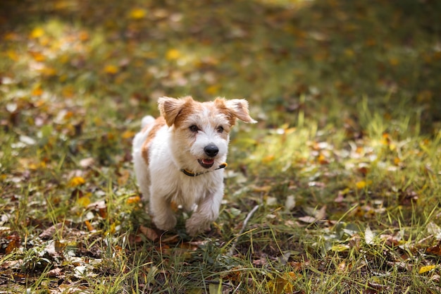 Jack Russell Terrier z pomarańczowym gumowym kółkiem w zębach w parku na zielonej trawie z opadłymi żółtymi jesiennymi liśćmi