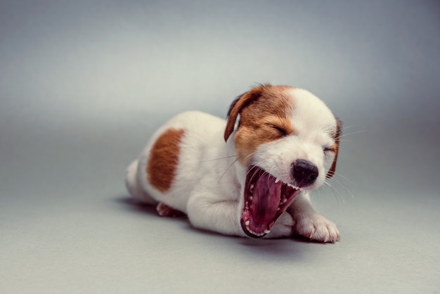 Jack Russell Terrier Ziewanie Szczeniaka