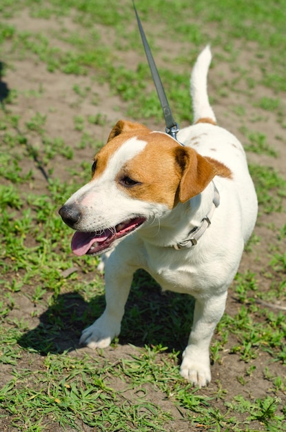 Jack Russell Terrier