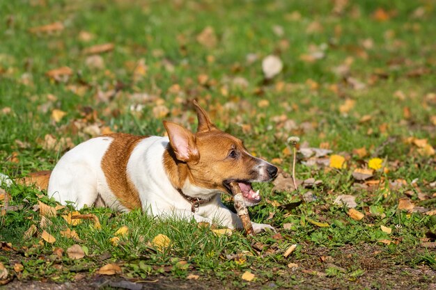 Jack Russell Terrier