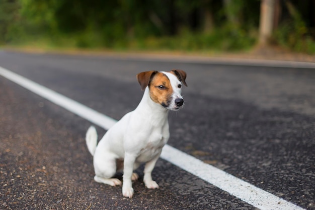 Jack Russell w drodze