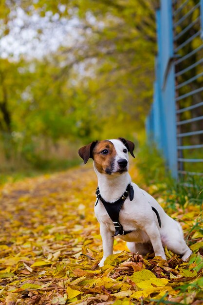 Jack Russell w jesiennych liściach