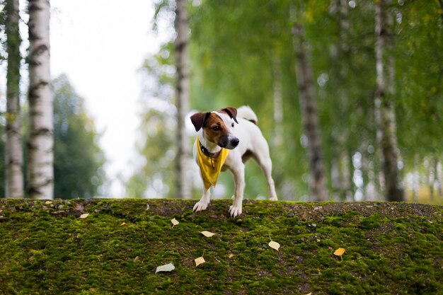 Jack Russell w naturze w żółtej chustcexA