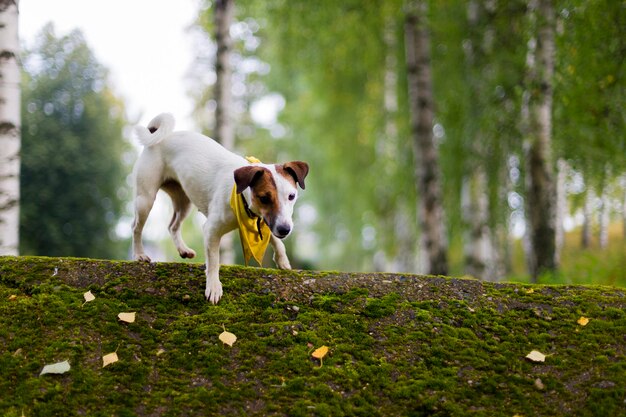 Jack Russell w naturze w żółtej chustcexA