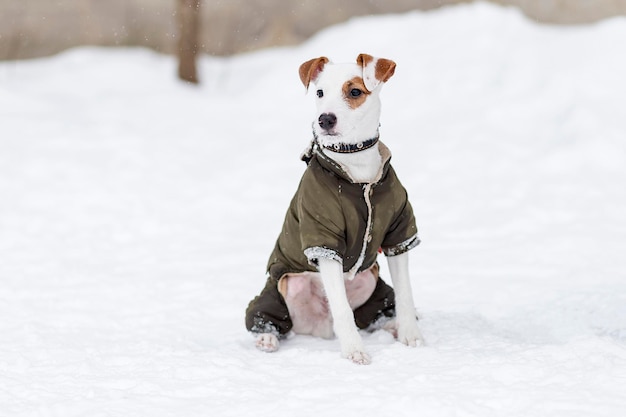 Jack Russell w ubraniach zimą na spacerze