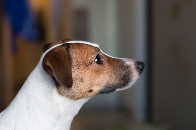 Jack Russell Z Bliska Portret