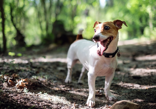 Jack russell z wystawionym językiem bawiący się w lesie