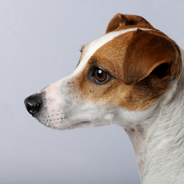 Jack Russell