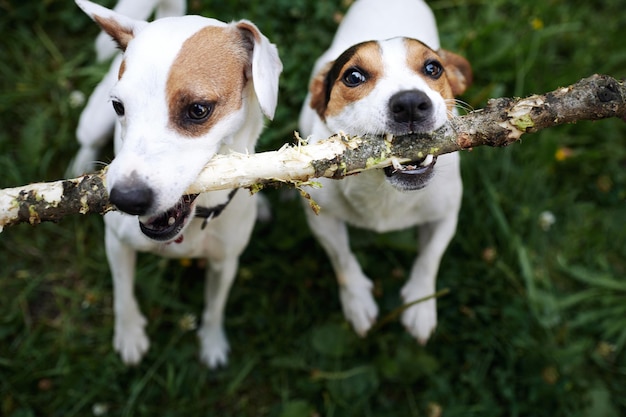 Jack Russells walczy o kij