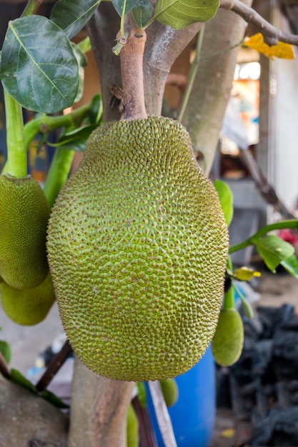 Jackfruit dojrzały rosnący na drzewie