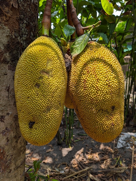 Jackfruit jest na gałęzi drzewa