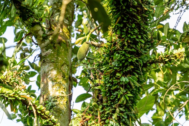 Jackfruit Lub Pohon Nangka Artocarpus Heterophyllus To Nazwa Rodzaju Drzewa, A Także Owocu