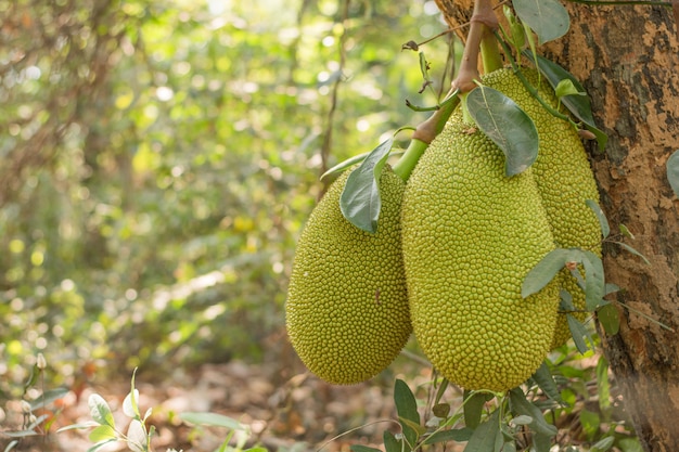 Zdjęcie jackfruit w ogrodzie