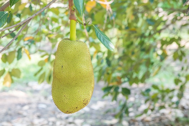 Jackfruit zbliżenie przy drzewem w sadzie