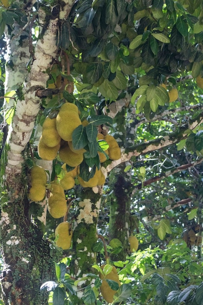 Jackfruit Znany Jako Jaca Zwisający Z Drzewa Chlebowca Słynny Owoc Z Brazylii Gatunek Artocarpus Heterophyllus