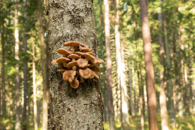 Jadalne, Dzikie, Jesienne Grzyby Leśne, Armillaria Mellea, Rosnące Na Starym Drzewie W Lesie. Selektywna Ostrość.