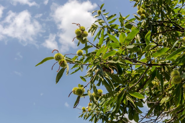 Jadalne gałęzie kasztana Castanea sativa z owocami zbliżenie