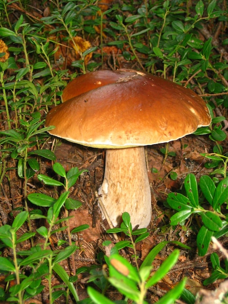 Jadalny grzyb leśny Piękny duży równy borowik lub borowik Znajdź w lesie Powodzenia Grzybobranie z białą nóżką i czerwonobrązowym wierzchołkiem Produkt spożywany przez ludzi