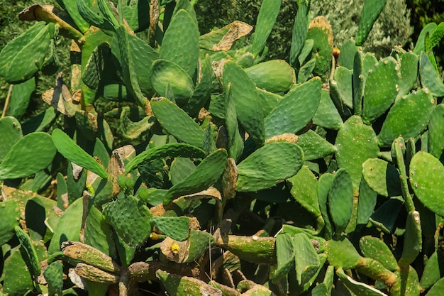 Jadalny kaktus rośnie na duże rozmiary. Selektywne skupienie. Natura.