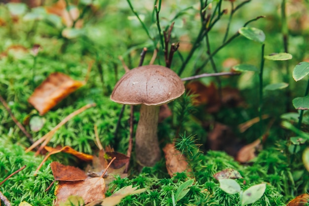 Jadalny mały grzyb z brązową czapką grosz kok leccinum w mchu jesienny las tło grzyb w t...