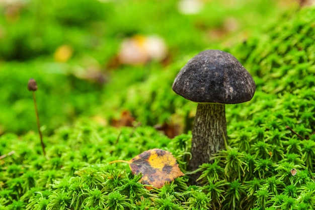 Jadalny mały grzyb z brązową czapką Penny Bun leccinum w jesiennym lesie mchu