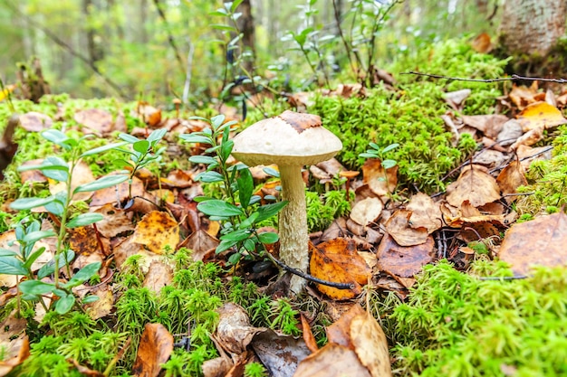 Jadalny mały grzyb z brązową czapką Penny Bun leccinum w mchu jesiennym tle lasu Grzyb w środowisku naturalnym Duży grzyb makro z bliska Inspirujący naturalny krajobraz letni lub jesienny