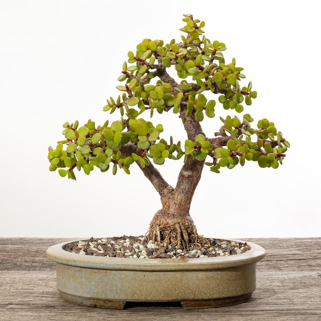 Zdjęcie jade roślina jako drzewo bonsai w garnku