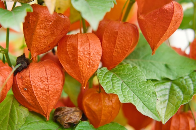 Zdjęcie jagoda physalis w czerwonej łupinie na gałęzi pomarańczowe lampiony physalis wśród zielonych liści