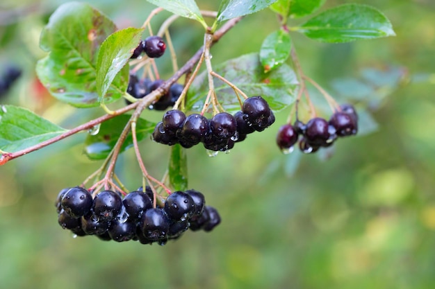 Jagody aronii Aronia melanocarpa Czarna Aronia rosnąca w ogrodzie Gałąź wypełniona jagodami aronii