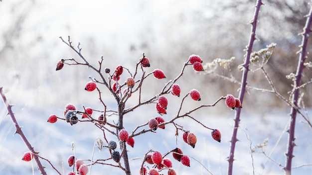 Jagody dzikiej róży pokryte szronem na krzaku zimą przy słonecznej pogodzie