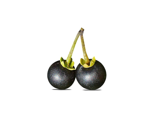 Jagody i liście Solanum nigrum są wykorzystywane jako pokarm, a części rośliny jako tradycyjne lekarstwo