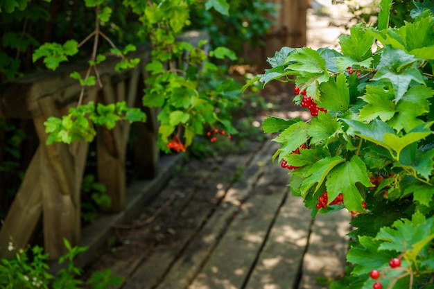 Zdjęcie jagody kaliny z zielonkawymi liśćmi na rozmytym tle