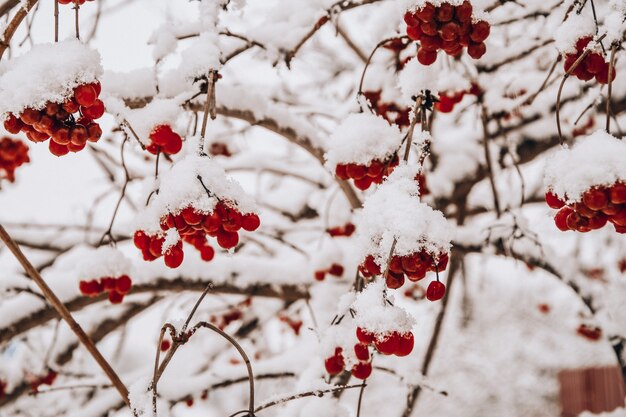 Jagody kaliny zimą w pochmurny dzień dojrzałe jagody jarzębiny pokryte śniegiem wyselekc...