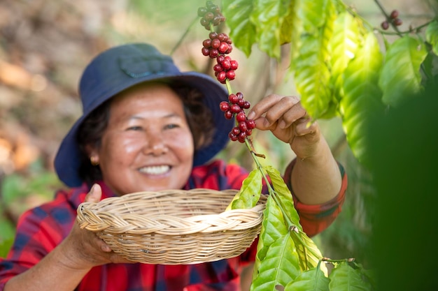 Jagody kawy Arabica ręką azjatyckiego rolnika Jagody kawy Robusta i Arabika ręką azjatyckiego rolnika Gia Lai Wietnam